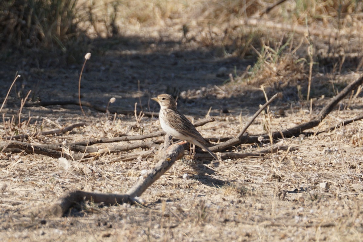 Mediterranean Short-toed Lark - ML641595273