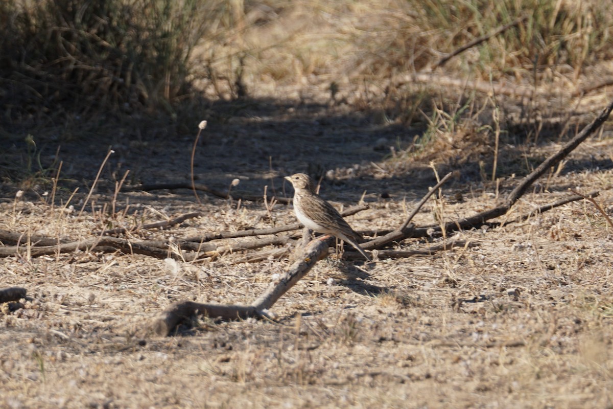 Mediterranean Short-toed Lark - ML641595274