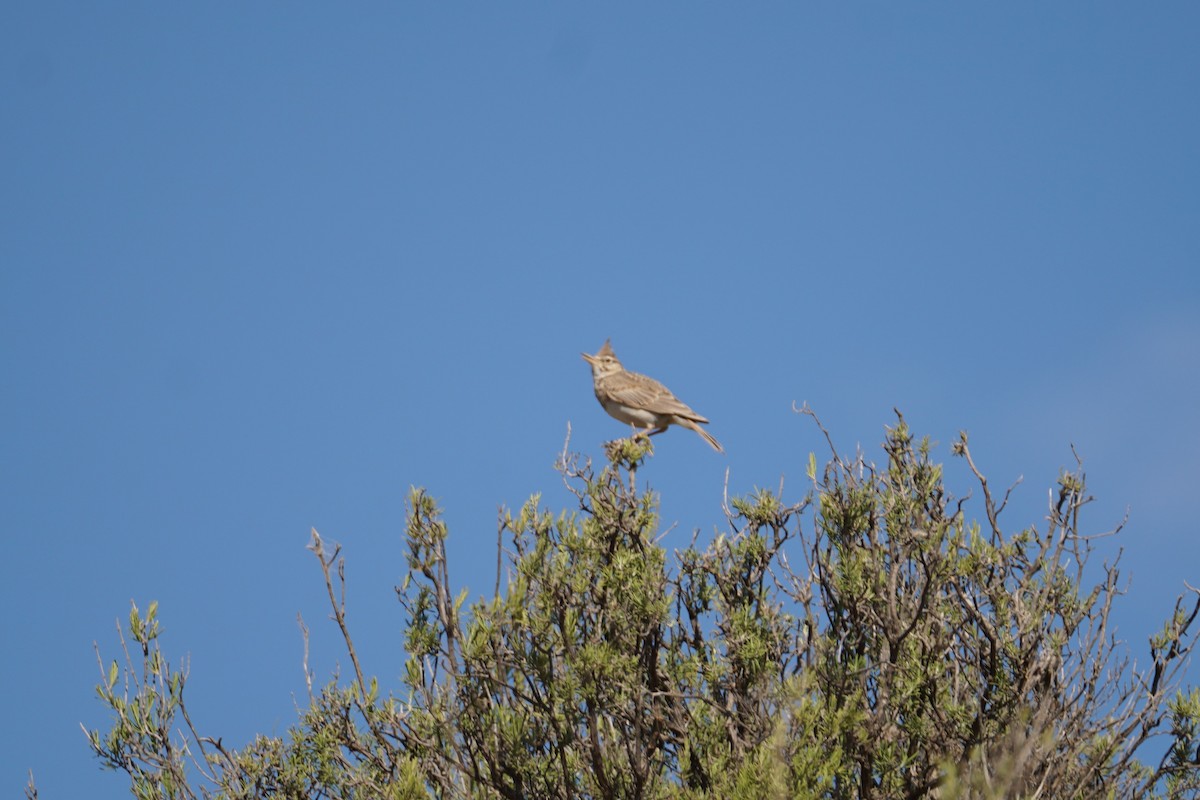 Tepeli Toygar - ML641595275