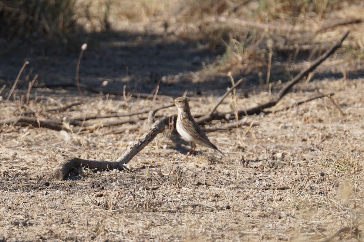 Mediterranean Short-toed Lark - ML641595276