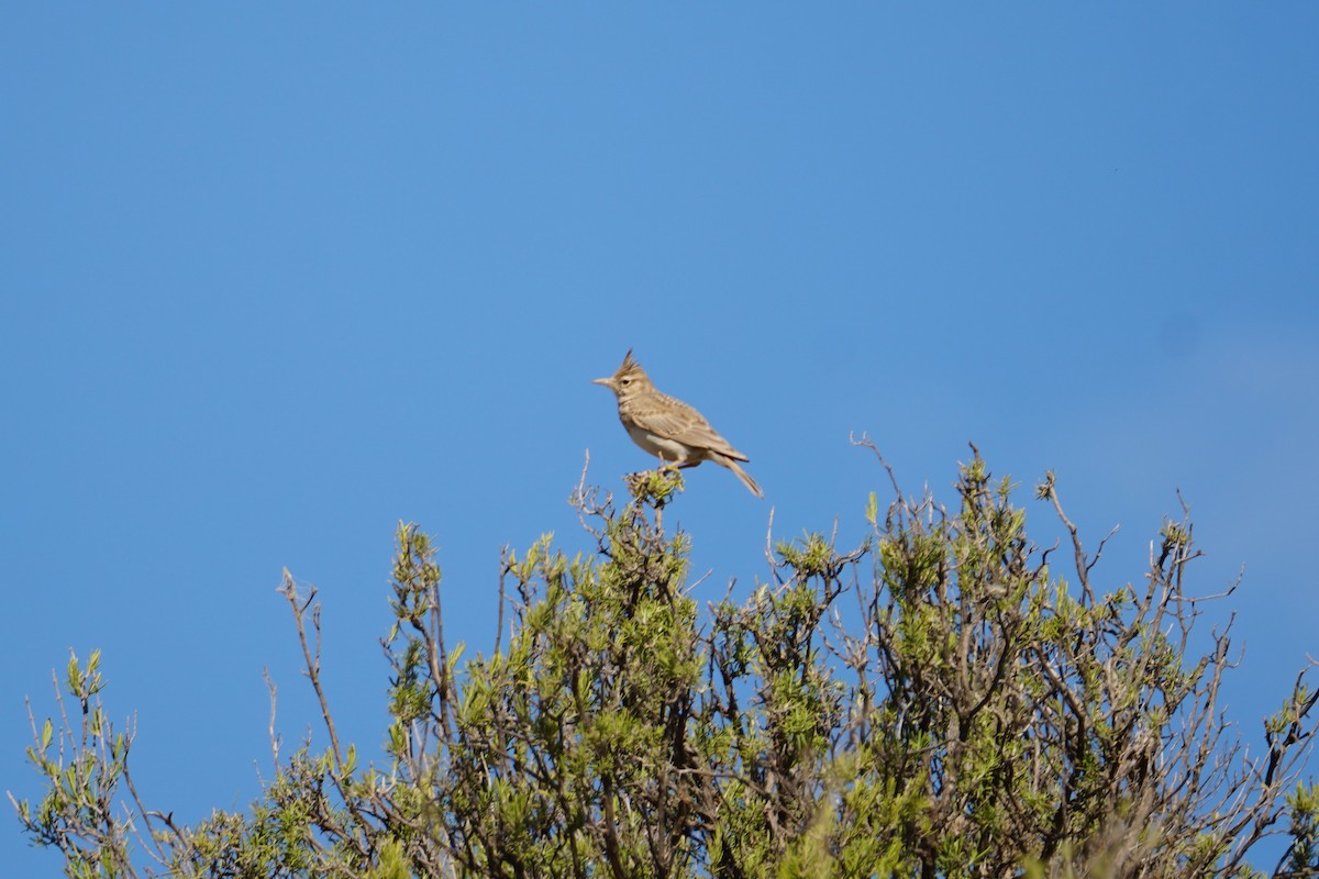 Tepeli Toygar - ML641595277