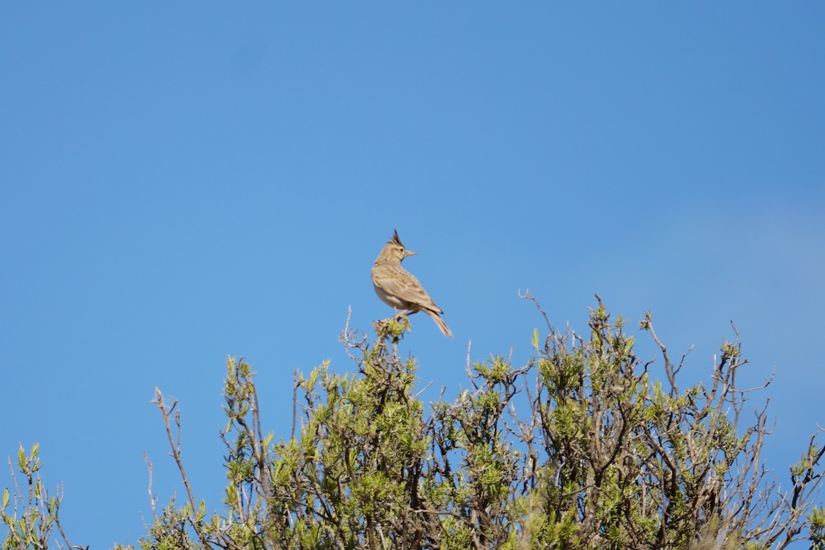 Tepeli Toygar - ML641595278