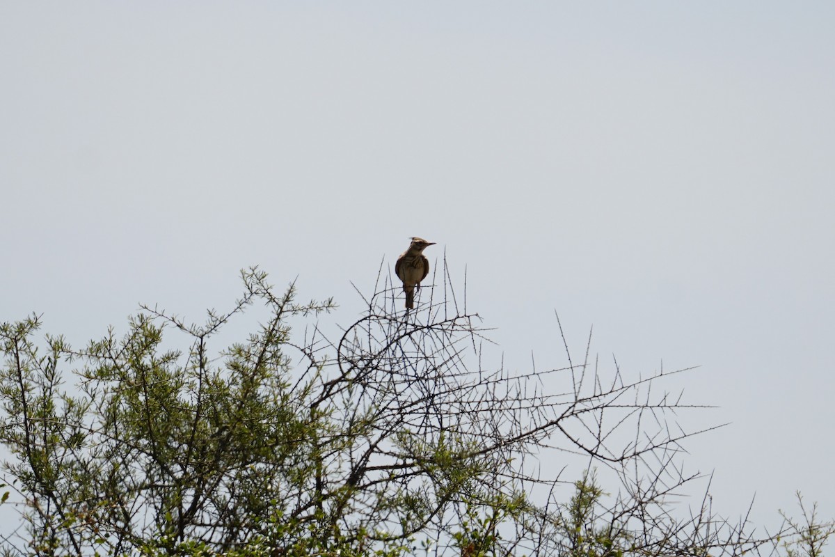 Tepeli Toygar - ML641595279