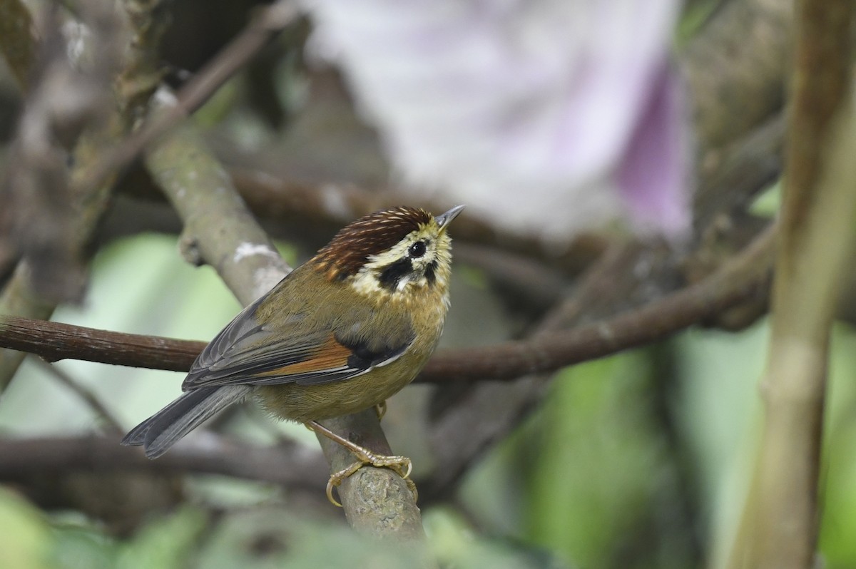 Rufous-winged Fulvetta - ML641595321