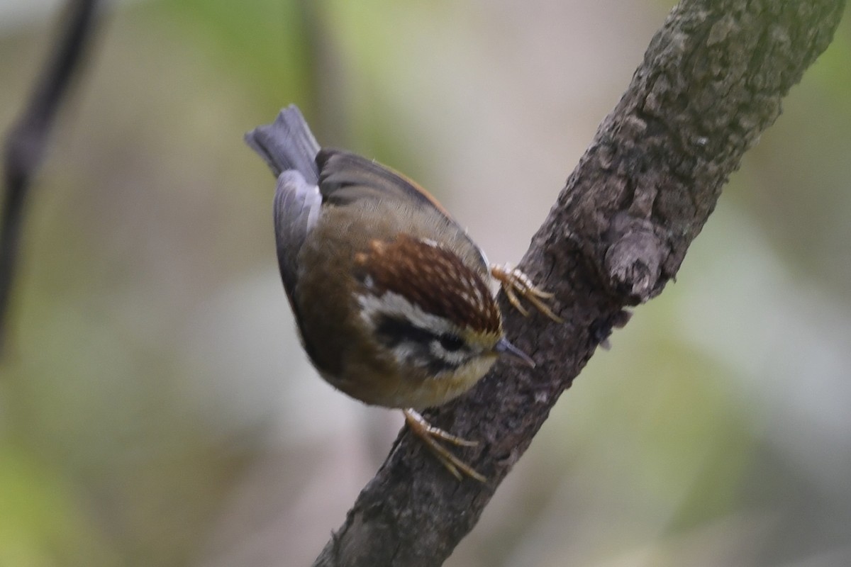 Rufous-winged Fulvetta - ML641595322