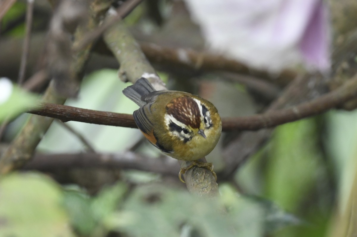Rufous-winged Fulvetta - ML641595323