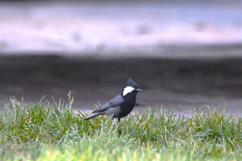 Rufous-naped Tit - ML641595345