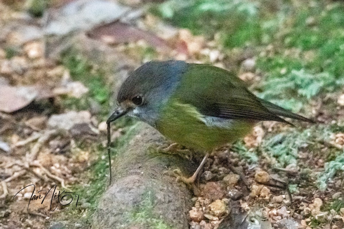 Pale-yellow Robin - ML641595355