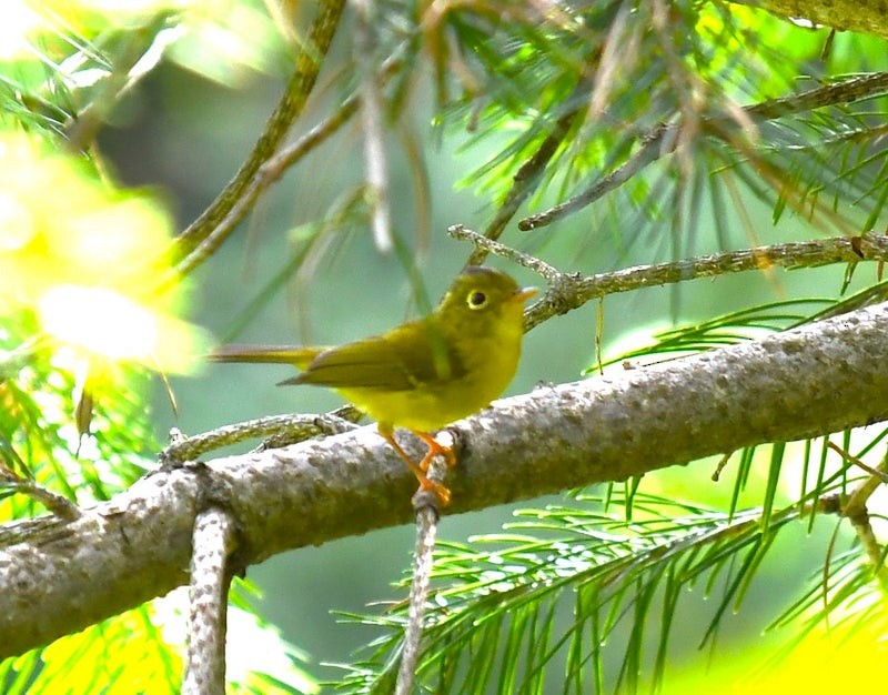 budníček himálajský - ML641595373