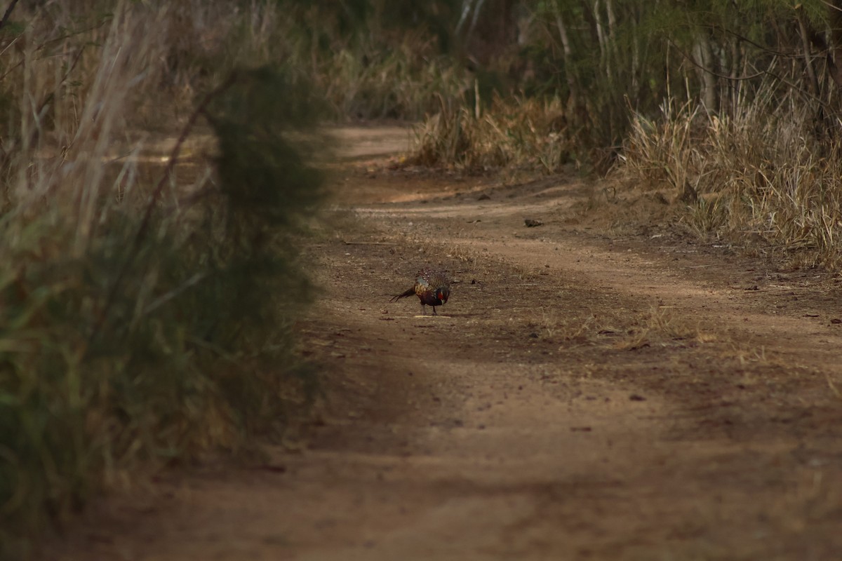 Ring-necked Pheasant - ML641595394