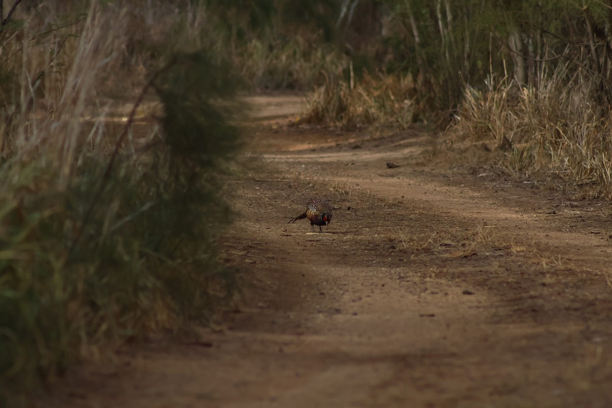 Ring-necked Pheasant - ML641595395