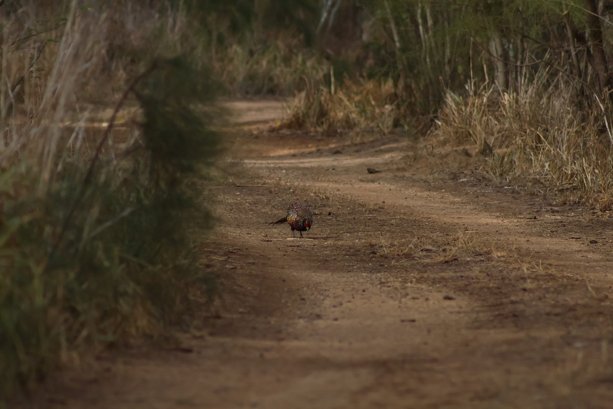 Ring-necked Pheasant - ML641595396