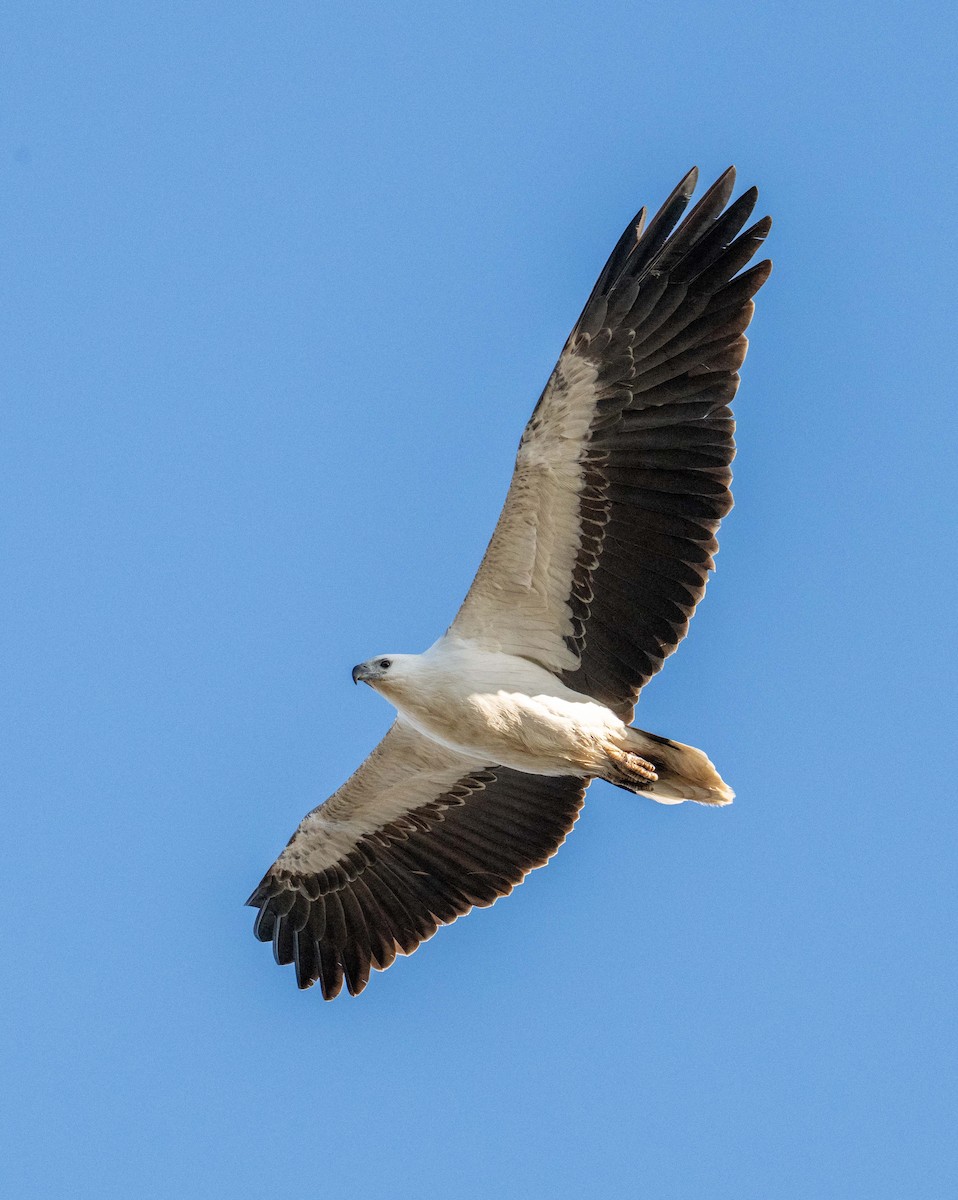 White-bellied Sea-Eagle - ML641595398
