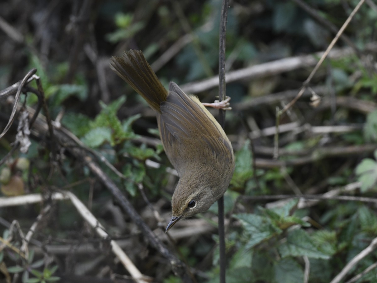 Brownish-flanked Bush Warbler - ML641595401