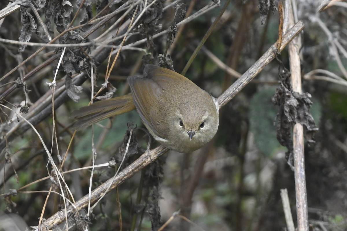 Brownish-flanked Bush Warbler - ML641595402