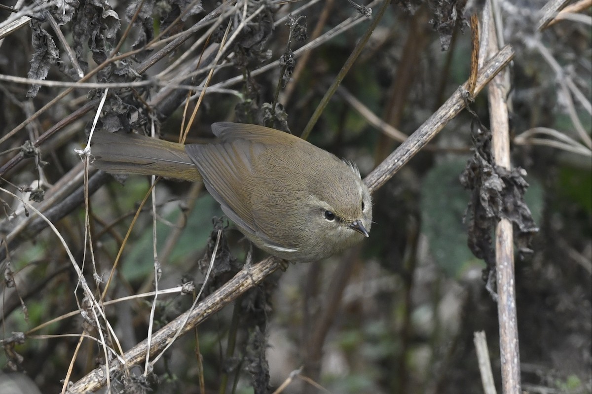 Brownish-flanked Bush Warbler - ML641595404