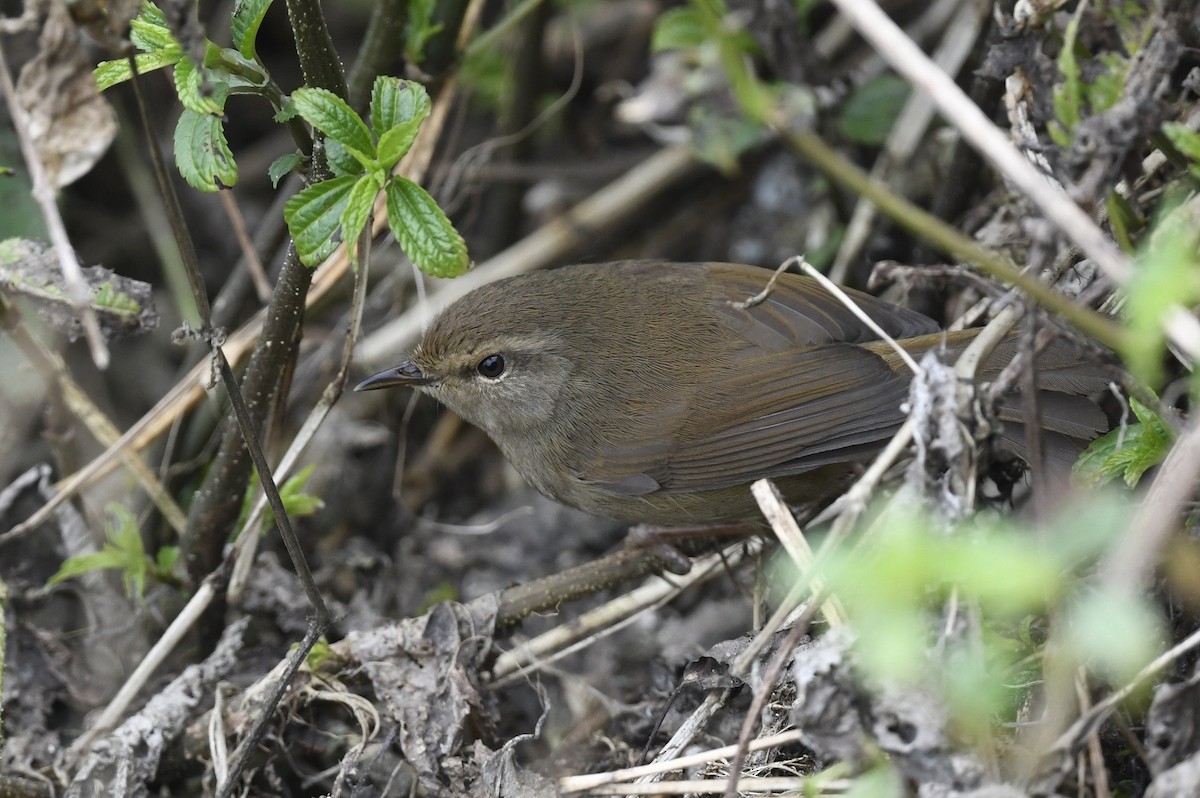 Brownish-flanked Bush Warbler - ML641595405