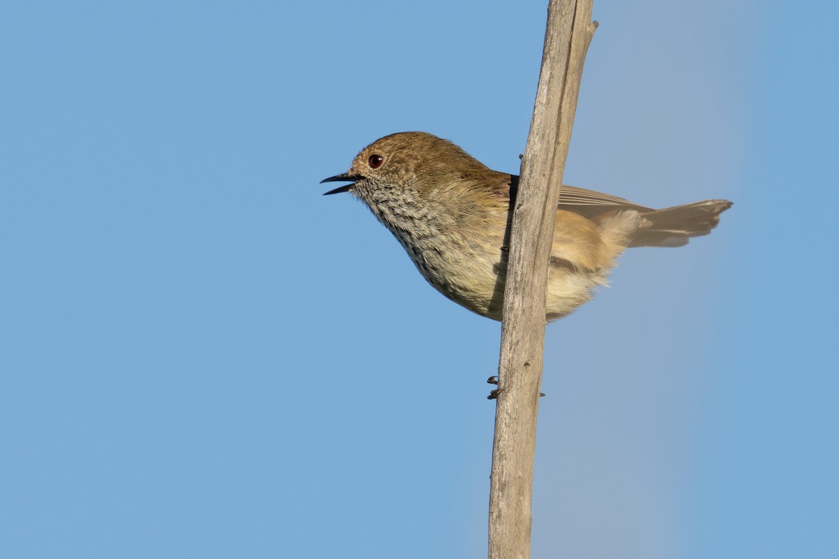 Brown Thornbill - ML641595432