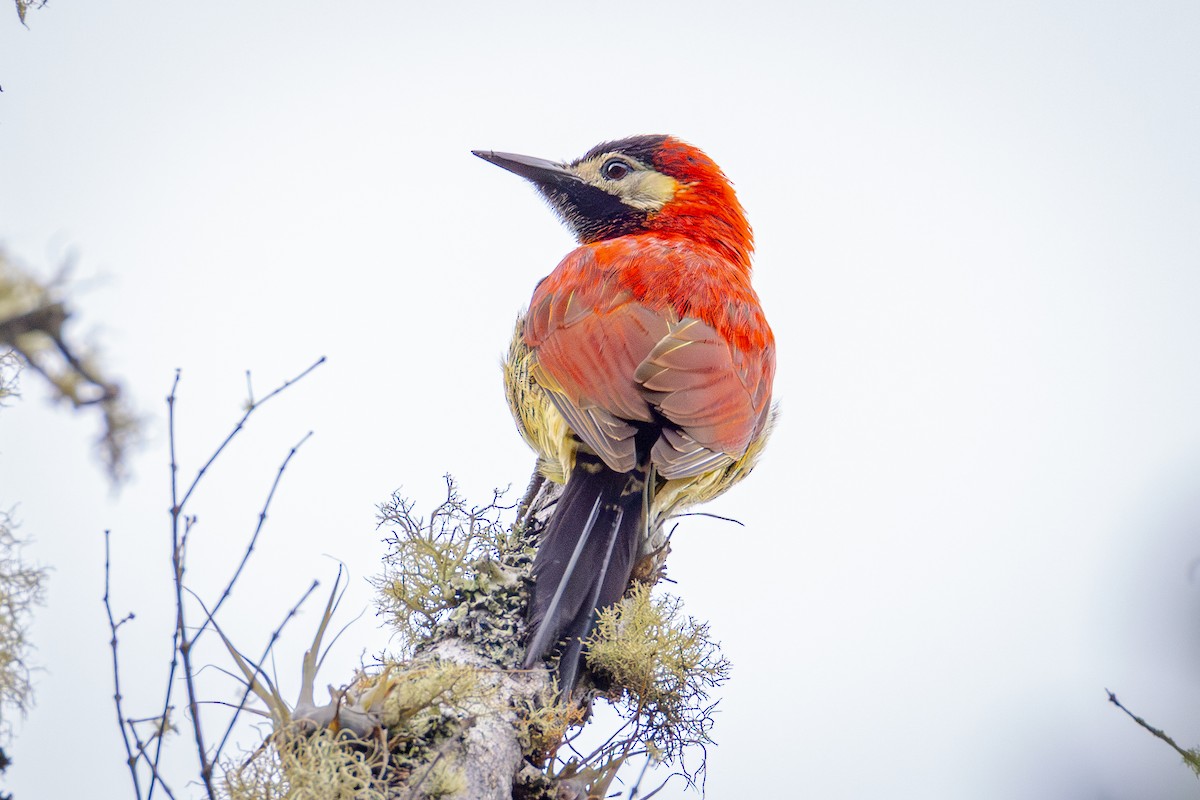 Crimson-mantled Woodpecker (Crimson-mantled) - ML641595434