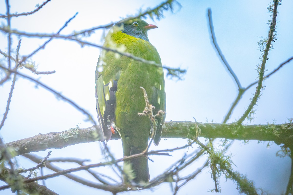Barred Fruiteater - ML641595448