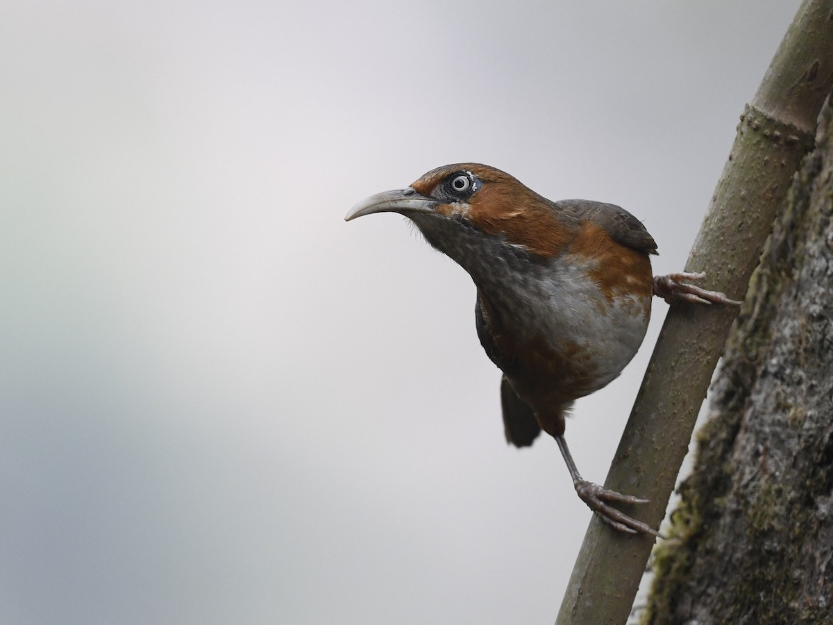 Rusty-cheeked Scimitar-Babbler - ML641595455