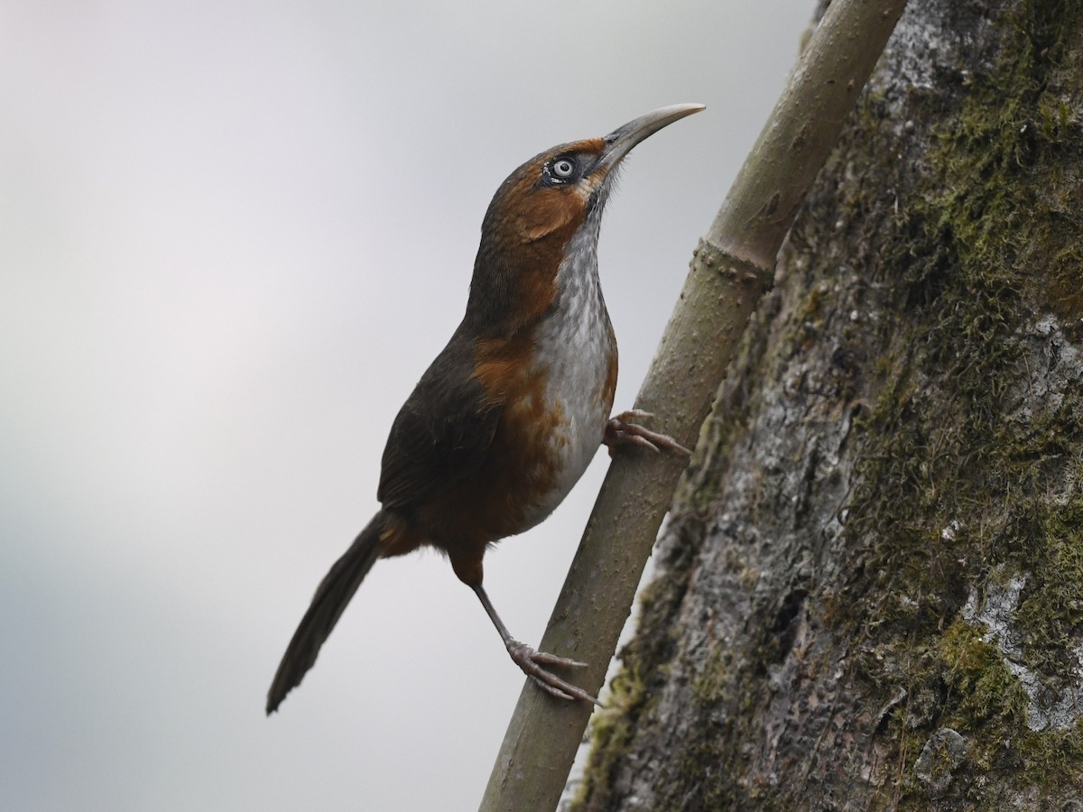 Rusty-cheeked Scimitar-Babbler - ML641595456