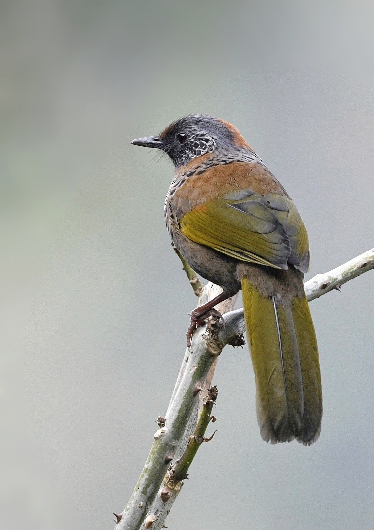 Chestnut-crowned Laughingthrush - ML641595462