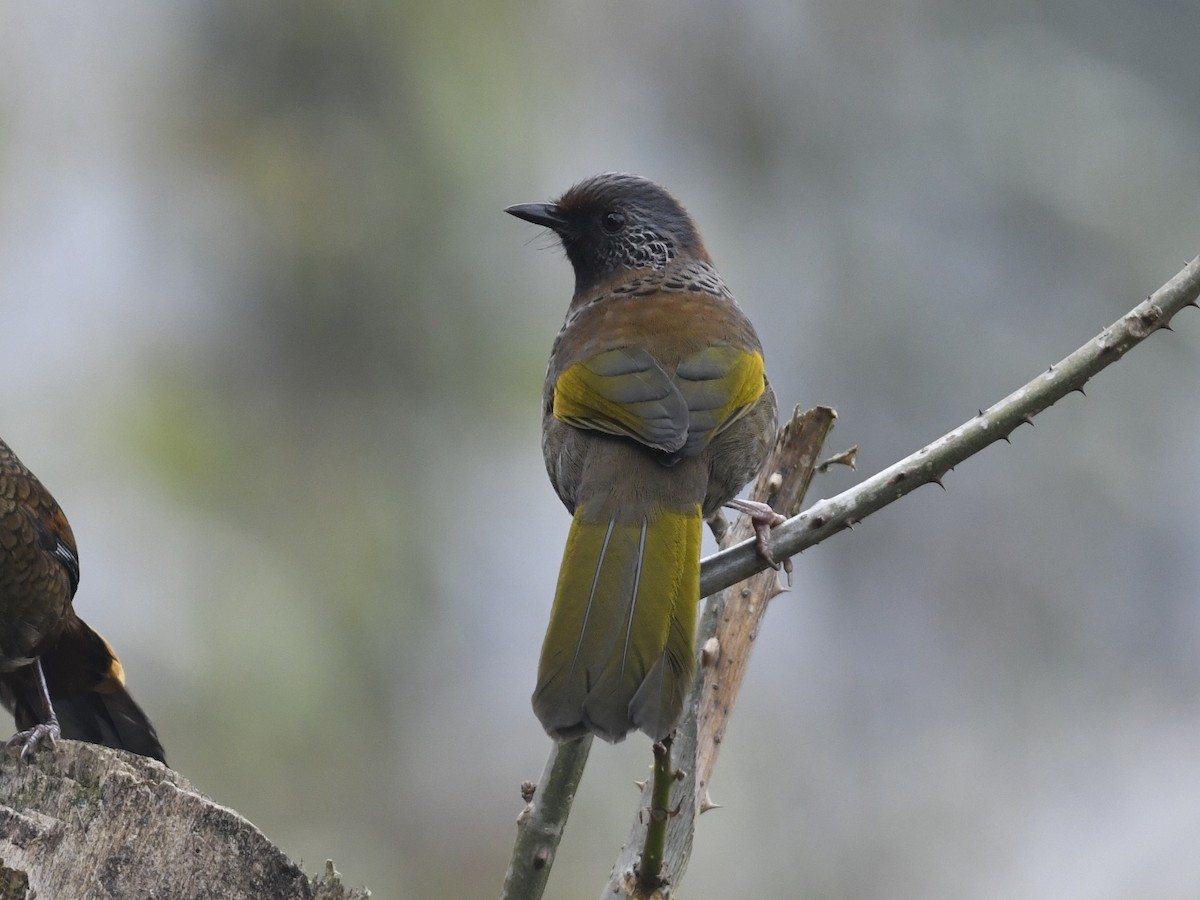 Chestnut-crowned Laughingthrush - ML641595478
