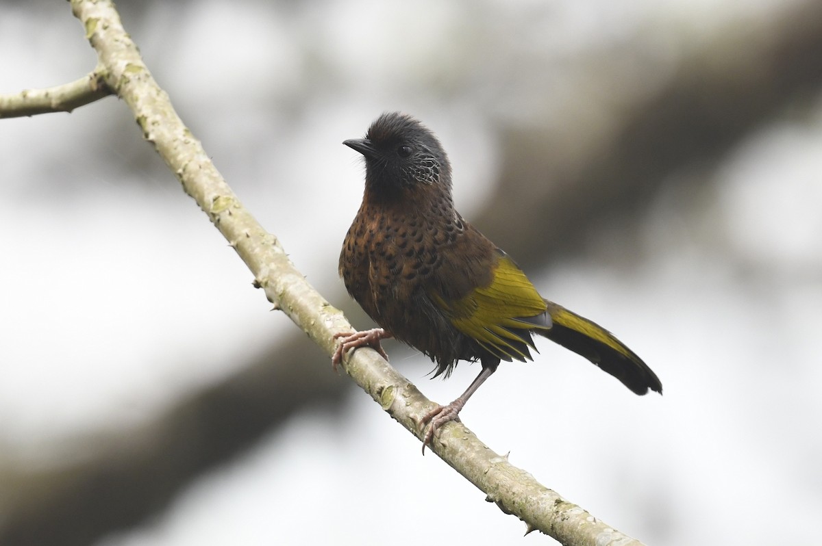 Chestnut-crowned Laughingthrush - ML641595479