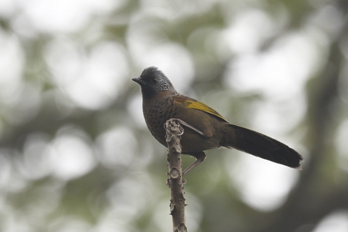 Chestnut-crowned Laughingthrush - ML641595480