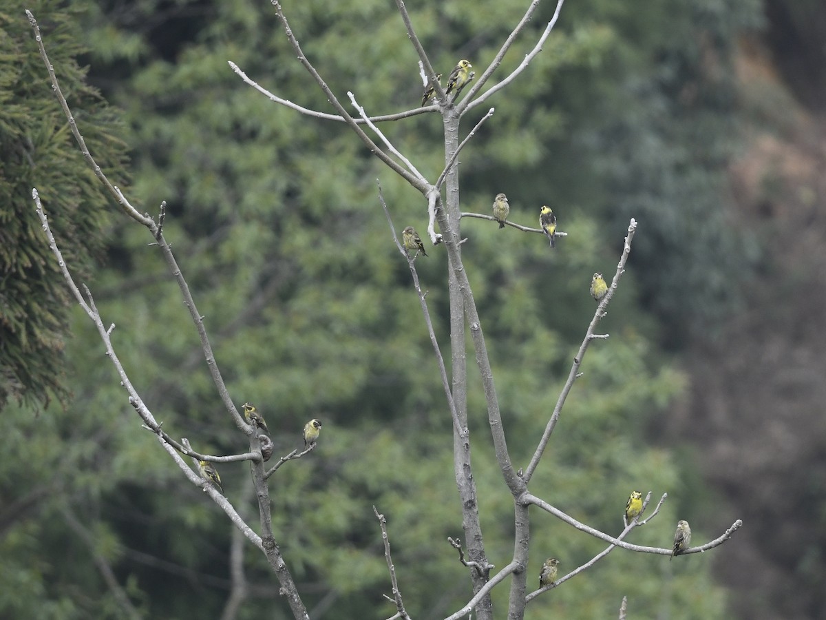 Yellow-breasted Greenfinch - ML641595484