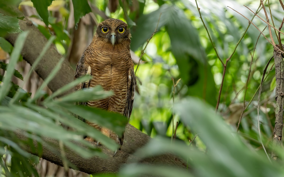 Rufous Owl - ML641595505