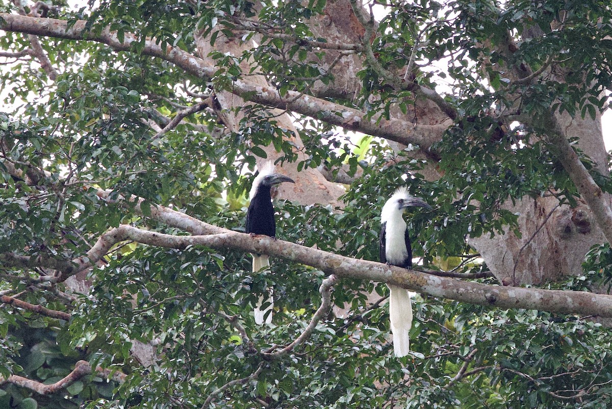 White-crowned Hornbill - ML641595520