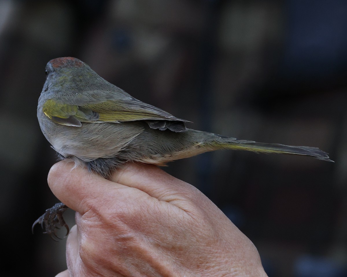 Green-tailed Towhee - ML641595561