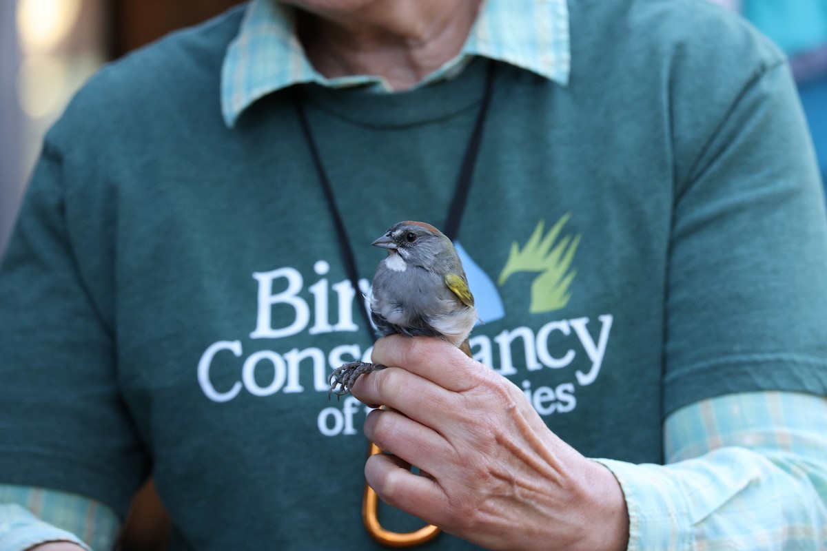 Green-tailed Towhee - ML641595586