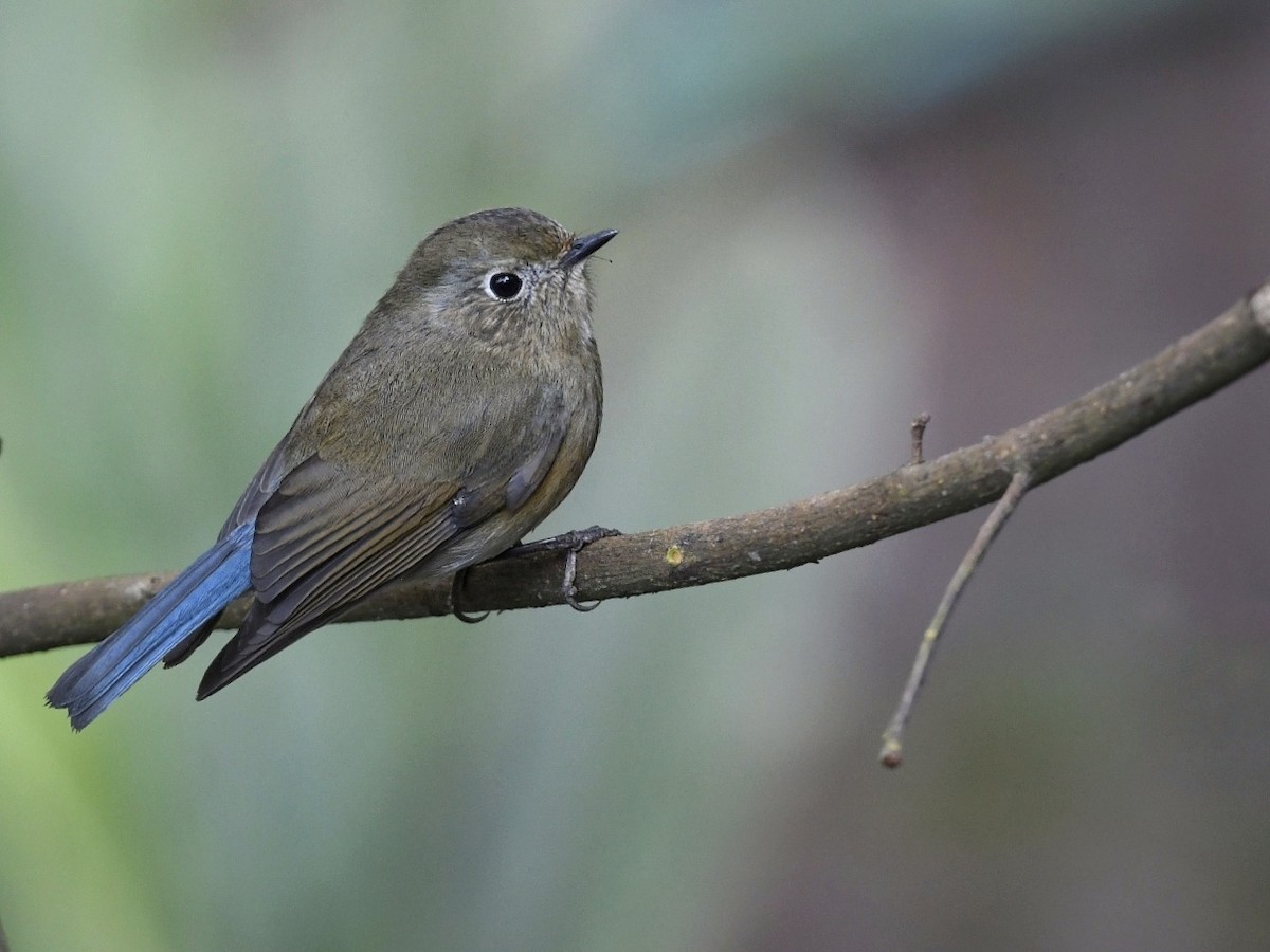 Robin de l'Himalaya - ML641595601