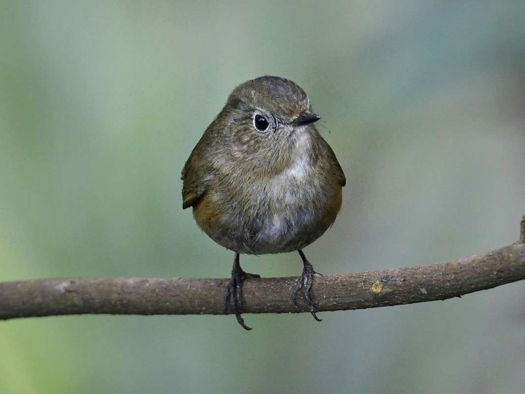 Robin de l'Himalaya - ML641595602