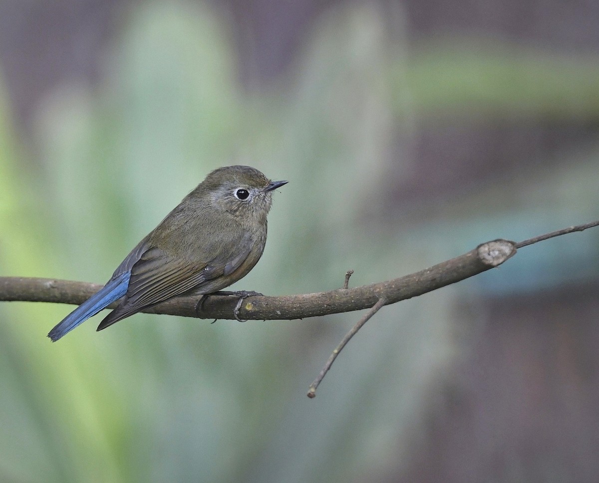 Robin de l'Himalaya - ML641595603