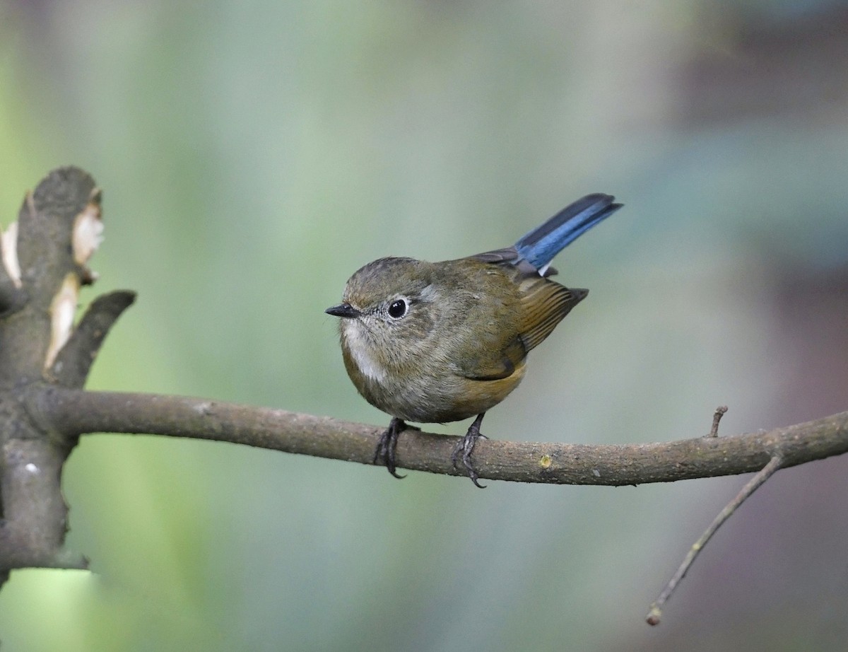 Robin de l'Himalaya - ML641595604