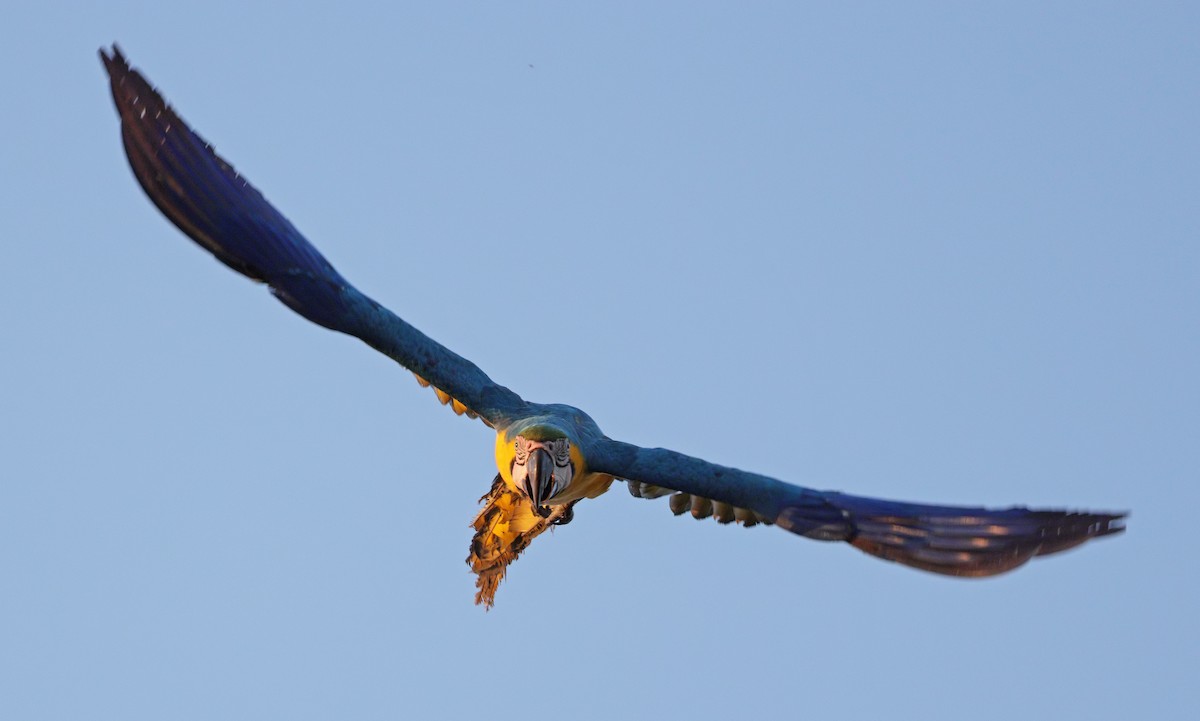 Blue-and-yellow Macaw - ML641595608