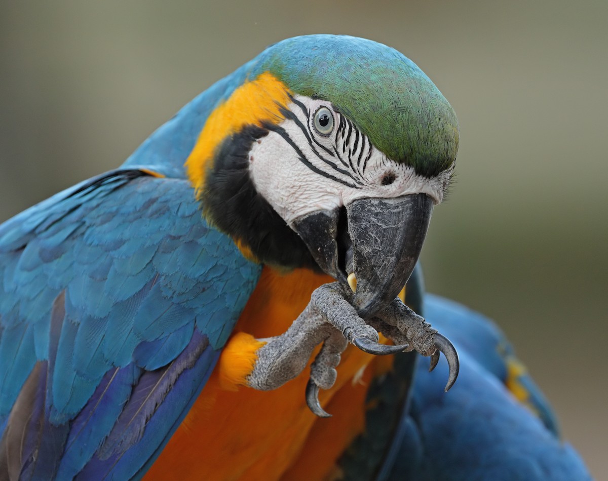 Blue-and-yellow Macaw - ML641595610