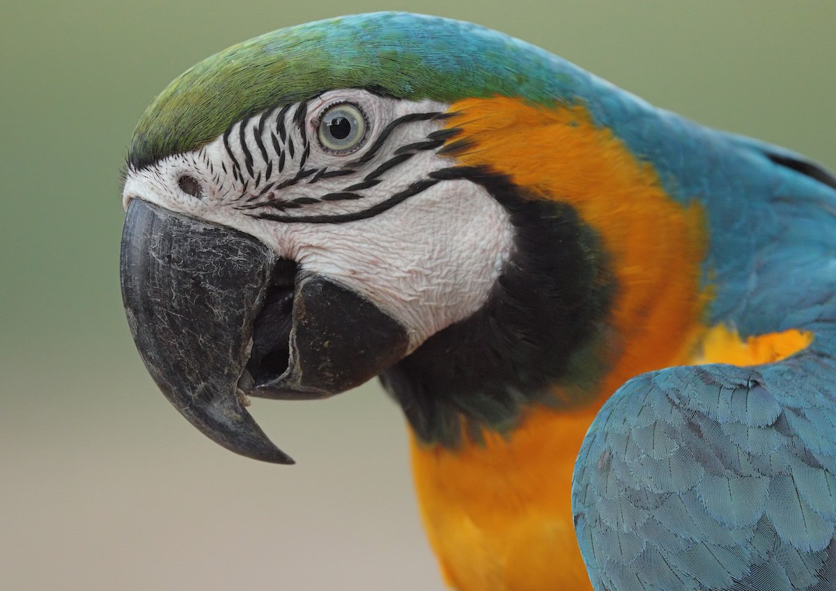 Blue-and-yellow Macaw - ML641595611