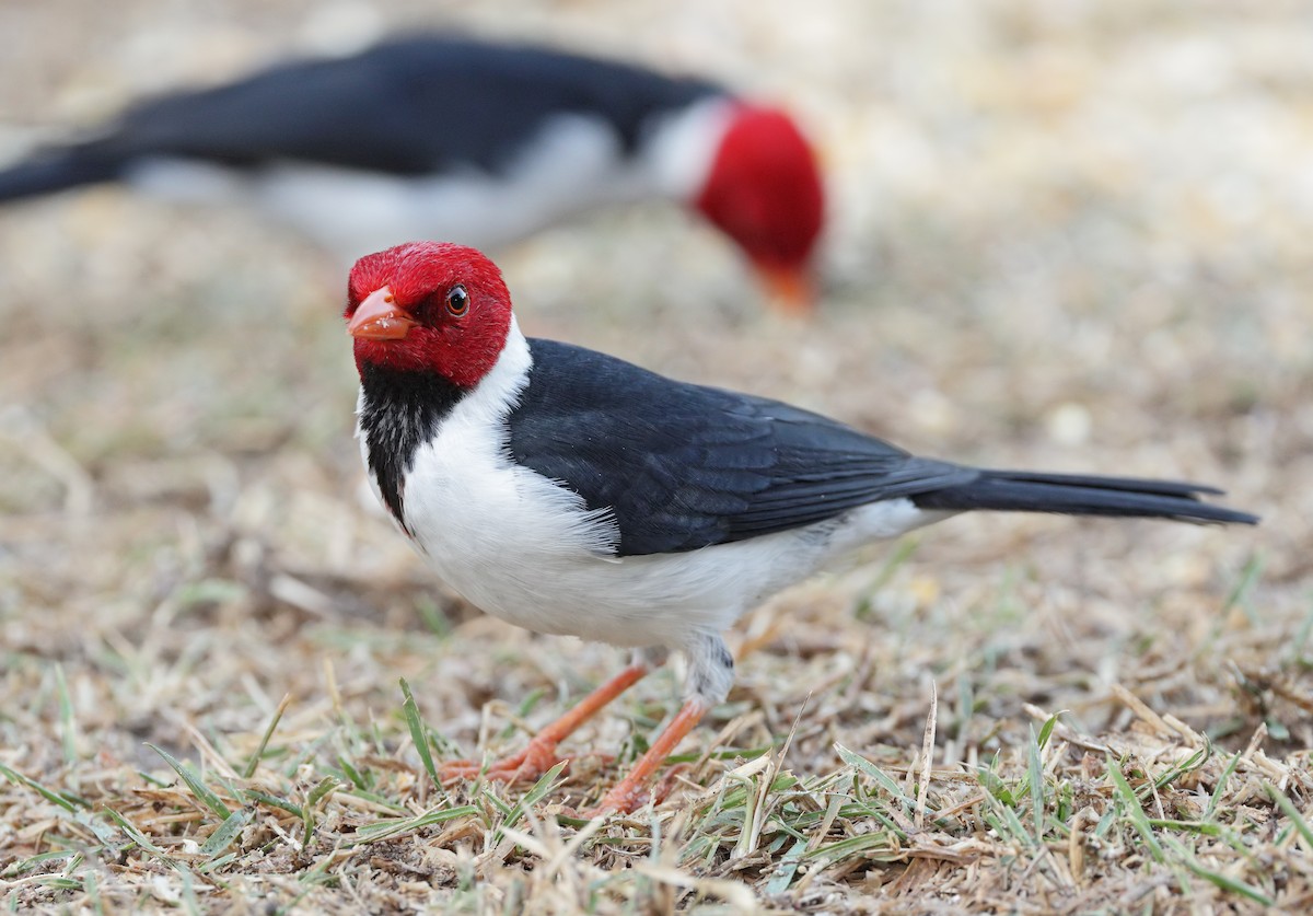 Yellow-billed Cardinal - ML641595655