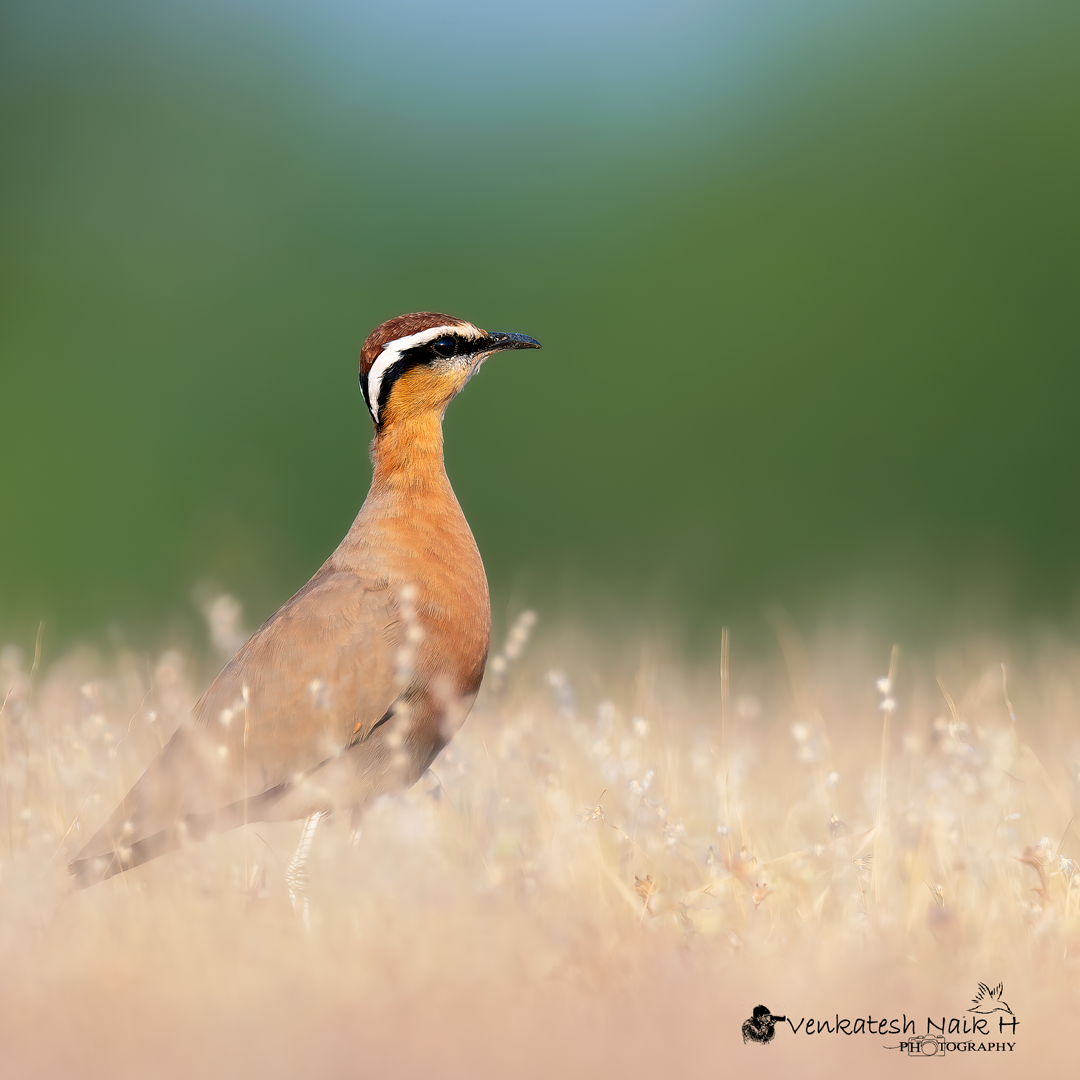 Indian Courser - ML641595665