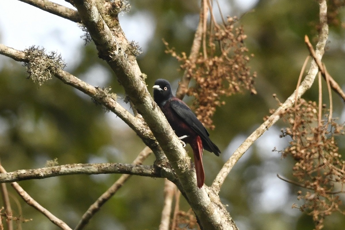 Maroon Oriole - ML641595671