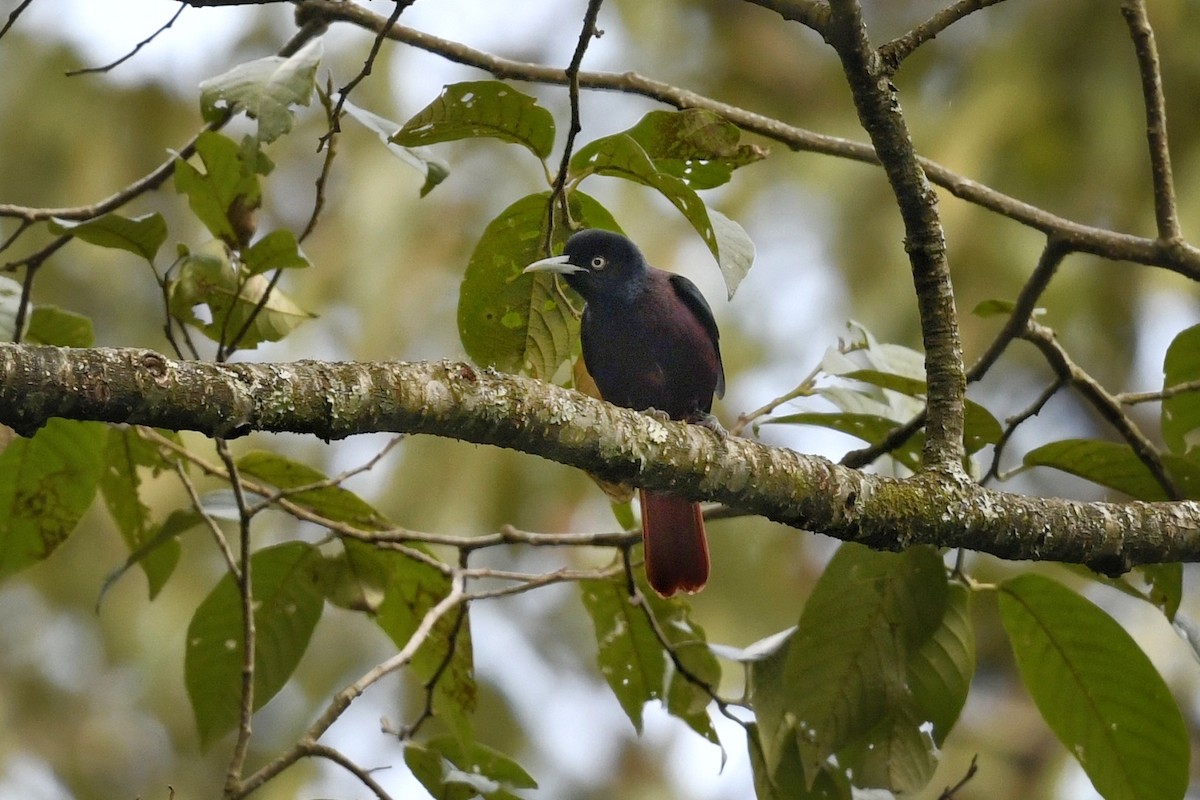 Maroon Oriole - ML641595672