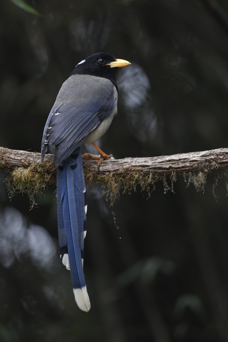 Yellow-billed Blue-Magpie - ML641595743
