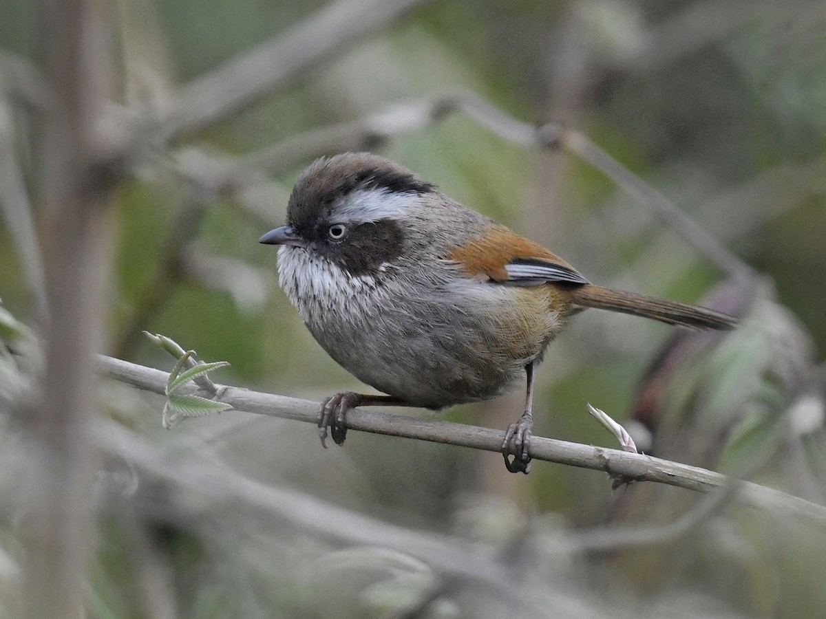 White-browed Fulvetta - ML641595761