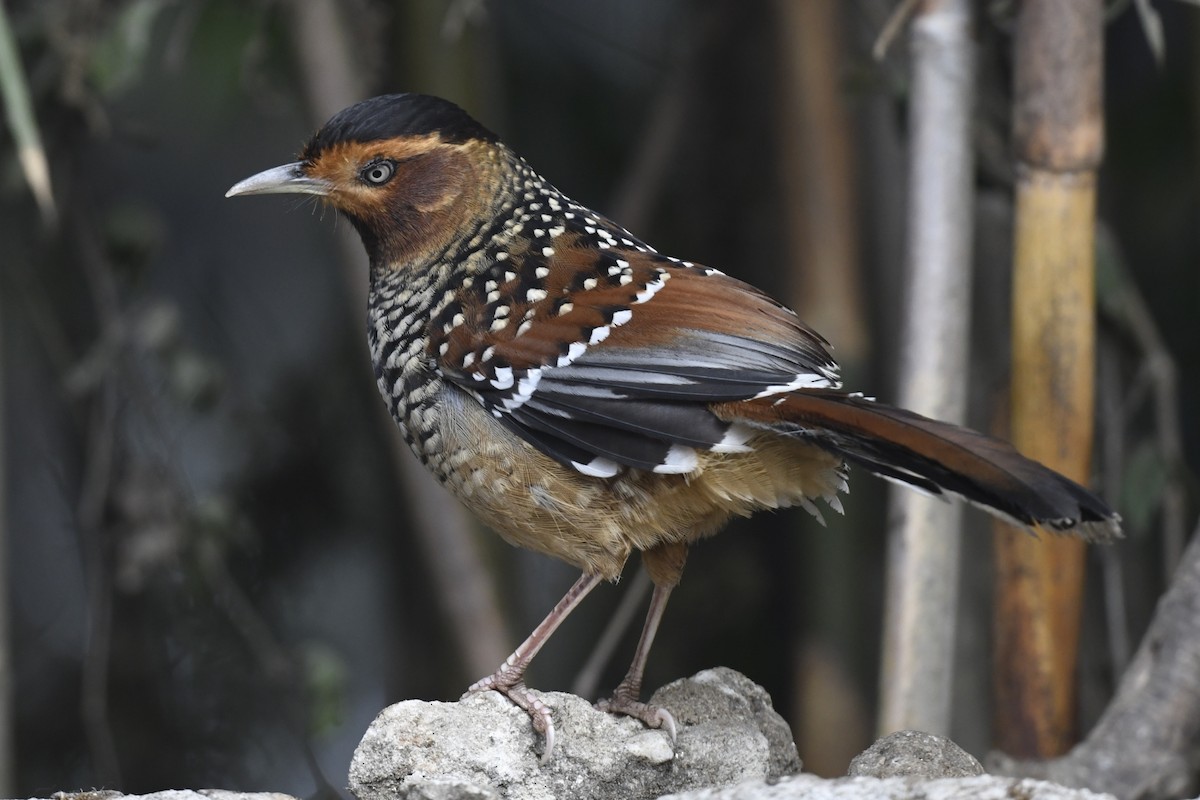Spotted Laughingthrush - ML641595791