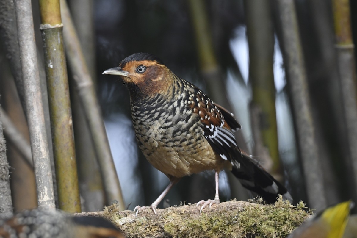 Spotted Laughingthrush - ML641595792